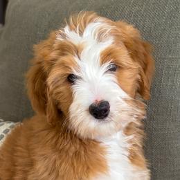 Sedona - Red female Bernedoodle puppy in Gilbert, Arizona from 5280 Bernedoodles
