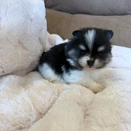 Willow - Black and tan parti female Pomeranian puppy in Success, Missouri from Sweet Success