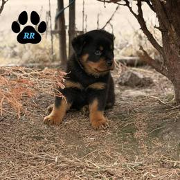 Loki - Black and mahogany male Rottweiler puppy in Tangent, Oregon from Raya's Royals