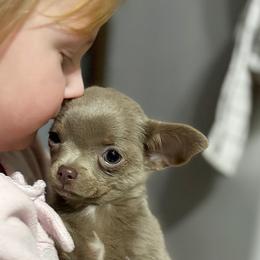 Chihuahua Puppies from Cloud9 Chihuahuas