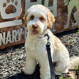 Roscoe - Australian Labradoodle