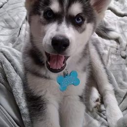 Siberian Huskies from Masterson Siberian Huskies