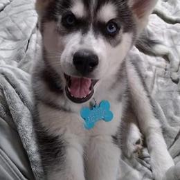 Siberian Huskies from Masterson Siberian Huskies