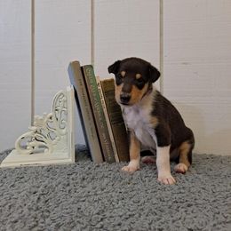 Collie Puppies from Arabella Collies