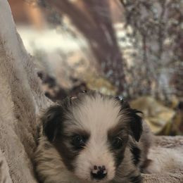 Shadow - Blue merle male Miniature Australian Shepherd puppy in Bethany, Connecticut from Tini Thyme Mini Aussies