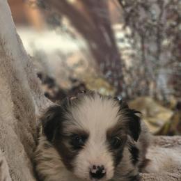 Shadow - Blue merle male Miniature Australian Shepherd puppy in Bethany, Connecticut from Tini Thyme Mini Aussies