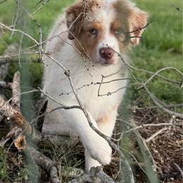 Chapel - Red merle male Australian Shepherd puppy in Jonesborough, Tennessee from Lotus Australian Shepherds
