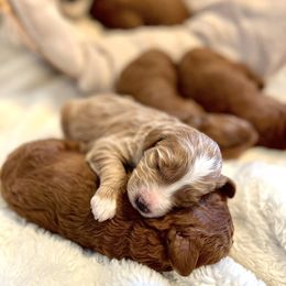Goldendoodle Puppies from Poodle lovers