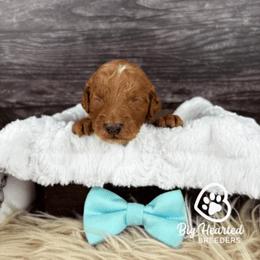 Loot - Chocolate male Goldendoodle puppy in Utah County, Utah from Big Hearted Breeders