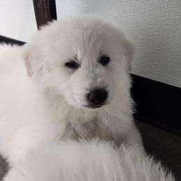 Boy 1 - White male Berger Blanc Suisse puppy in Plaucheville, Louisiana from La Nouvelle-Orléans Berger Blanc Suisse