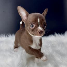 Dove - Chocolate and white female Chihuahua puppy in Simpsonville, South Carolina from N&T's Chihuahuas