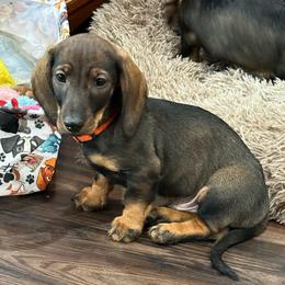 Finn - Wild boar male Dachshund puppy in Superior, Montana from Never Land Dachshunds of Montana