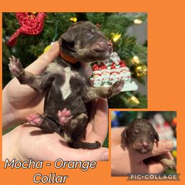 Mocha - Phantom male Goldendoodle puppy in Howard City, Michigan from Doodles and Chaos