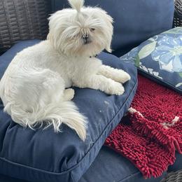 Bree - Shih Tzu