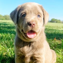 Labrador Retriever Puppies from Junction Labradors