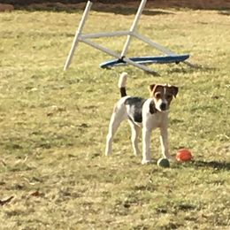 Jack Russell Terrier Puppies from Gem Dandy Jack Russell Terriers