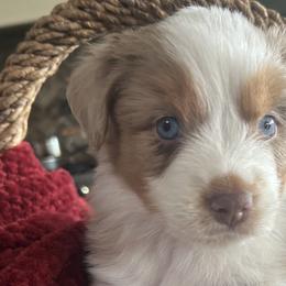 Miniature Australian Shepherds from Dream Dog Mini Aussies