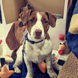 Waffles - Jack Russell Terrier