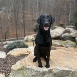 Squirt - Labrador Retriever