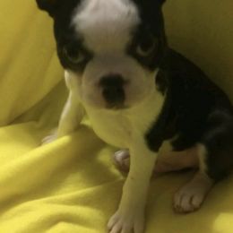 Boston Terriers from "Got A Shot"