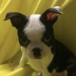 Boston Terriers from "Got A Shot"