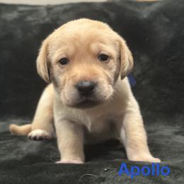 Apollo - Yellow male Labrador Retriever puppy in Tigard, Oregon from Morrison Labrador Retreivers