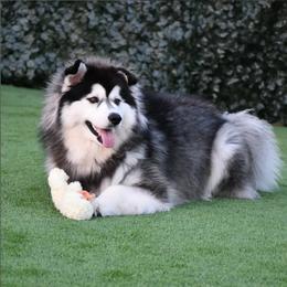Mia - Siberian Husky
