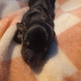 Lilly - Black and cream female Dachshund puppy in West Plains, Missouri from Spring Creek Dachshunds