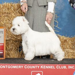 Solveig - West Highland White Terrier