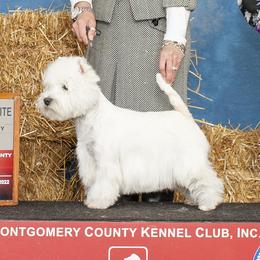 Solveig - West Highland White Terrier
