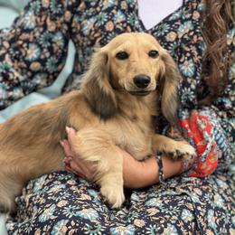 Millie - Dachshund