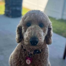 Ellie - Poodle
