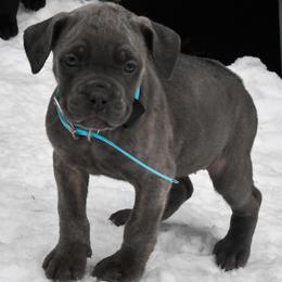 Sky - Gray brindle female Cane Corso puppy in Sault Ste Marie, Michigan from Willow Creek Cane Corsos