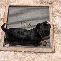 Leia - Tri-color female Bernedoodle puppy in Travelers Rest, South Carolina from Bernedoodle.do