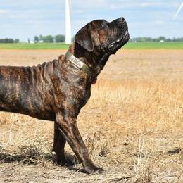 Boerboels from Bushido Boerboels