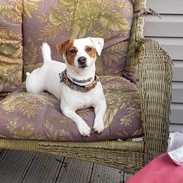 Brandy - Jack Russell Terrier