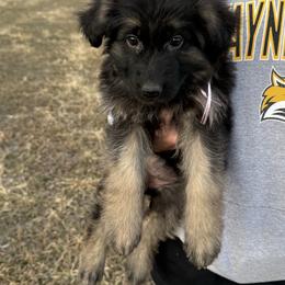 Trixie light purple - Black and red female German Shepherd puppy in Herrick, South Dakota from Dakota Shepherds Kennels