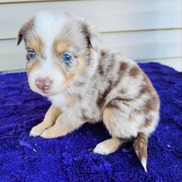 Rory - Red merle male Australian Shepherd puppy in Charlotte, North Carolina from Awesome Aussies