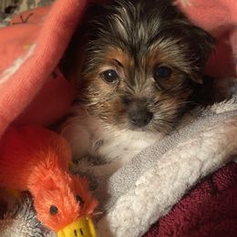 Yorkshire Terrier Puppies from Sweet Fur Babies