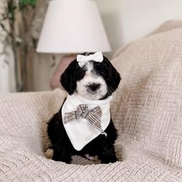 Lettie - Merle female Bernedoodle puppy in Cold Spring, Minnesota from A.N.A. Doodles
