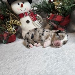 Peppermint - Blue merle female Australian Shepherd puppy in Peach Bottom, Pennsylvania from Arcadia Australian Shepherds