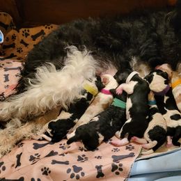 Australian Labradoodle and Labradoodle Puppies from Tyson's Farm Labradoodles