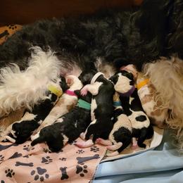 Australian Labradoodle and Labradoodle Puppies from Tyson's Farm Labradoodles