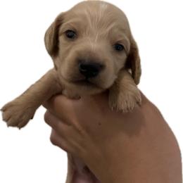 6000 Male Cream Longhair - Cream male Dachshund puppy in El Paso, Texas from InnerVision K9 & Dachs