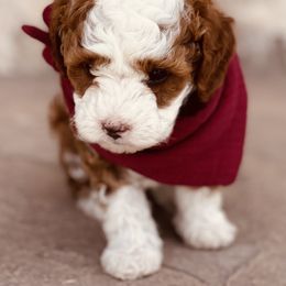 Goldendoodle and Poodle Puppies from Doodle Puppy Parti