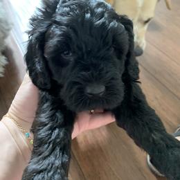 Sheepadoodle Puppies from Riley Grace Puppies