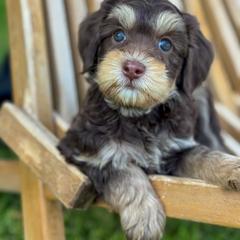 Bernedoodle, Goldendoodle, and Golden Mountain Doodle Puppies from Magic Valley Family Doodles