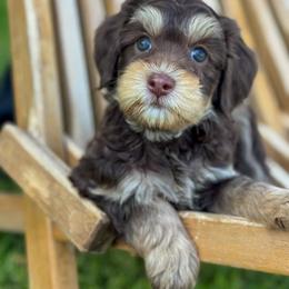 Bernedoodle, Goldendoodle, and Golden Mountain Doodle Puppies from Magic Valley Family Doodles