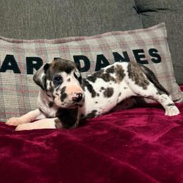 Charisma - Harlequin female Great Dane puppy in Jerusalem, Arkansas from Mara Danes