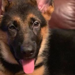 German Shepherds from Emert Farm